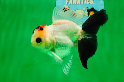 [SINGLE] Tricolor Oranda Male 4-4.5 inches #091925SO_09