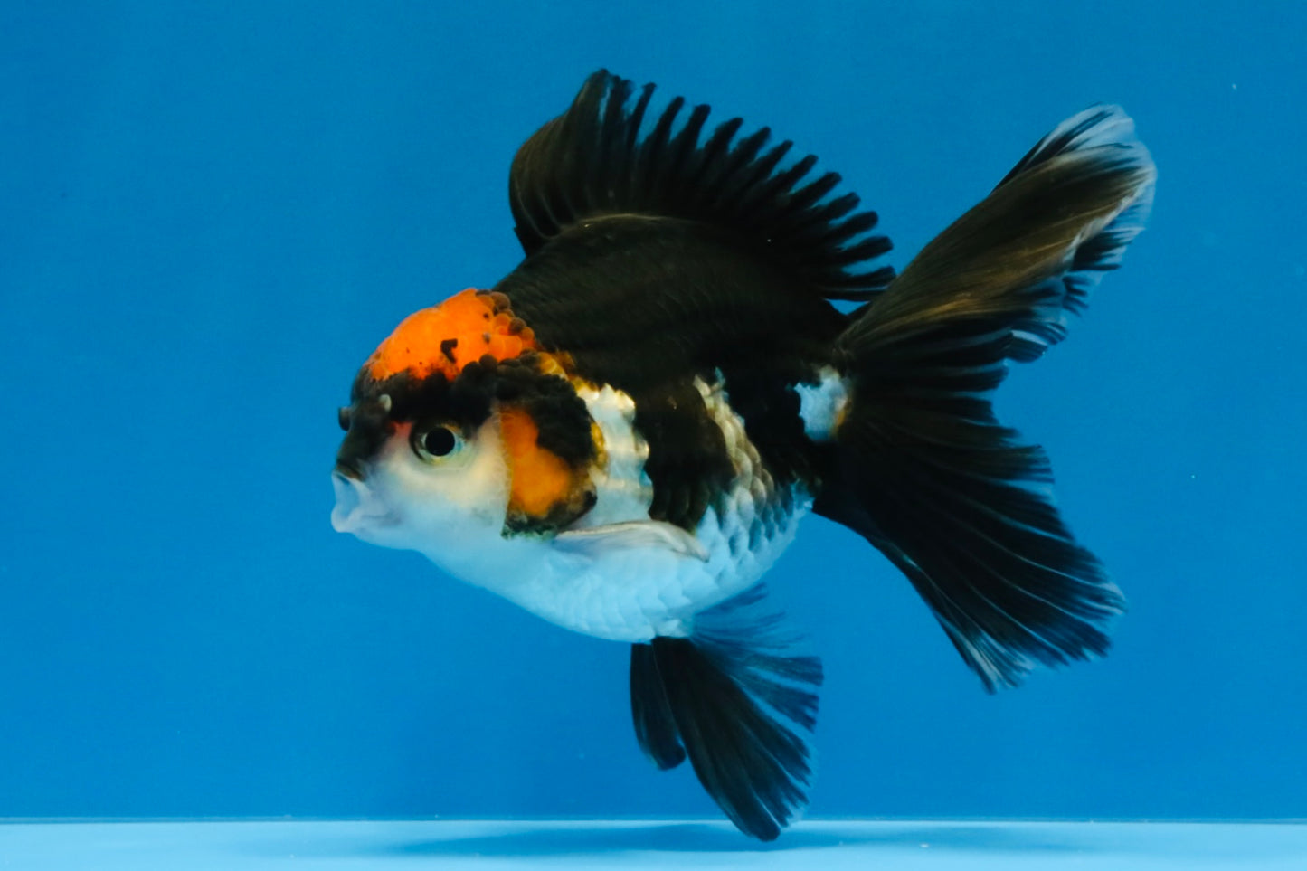 [SINGLE] Tricolor Oranda Male 4-4.5 inches #032026SO_09