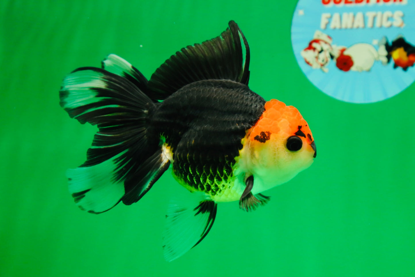 [SINGLE] Tricolor Button Eyes Oranda Female 5 inches #081525SO_12