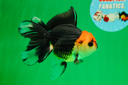 [SINGLE] Tricolor Button Eyes Oranda Female 5 inches #081525SO_12