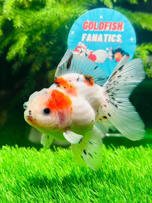 [SINGLE] Calico Oranda Male size 4 inches #112224SO_02