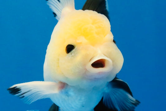 [SINGLE] Panda Button Eyes Oranda Male 4.5 inches #032026SO_08