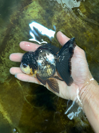 [SINGLE] Panda Oranda Female 4.5 inches #082225SO_12