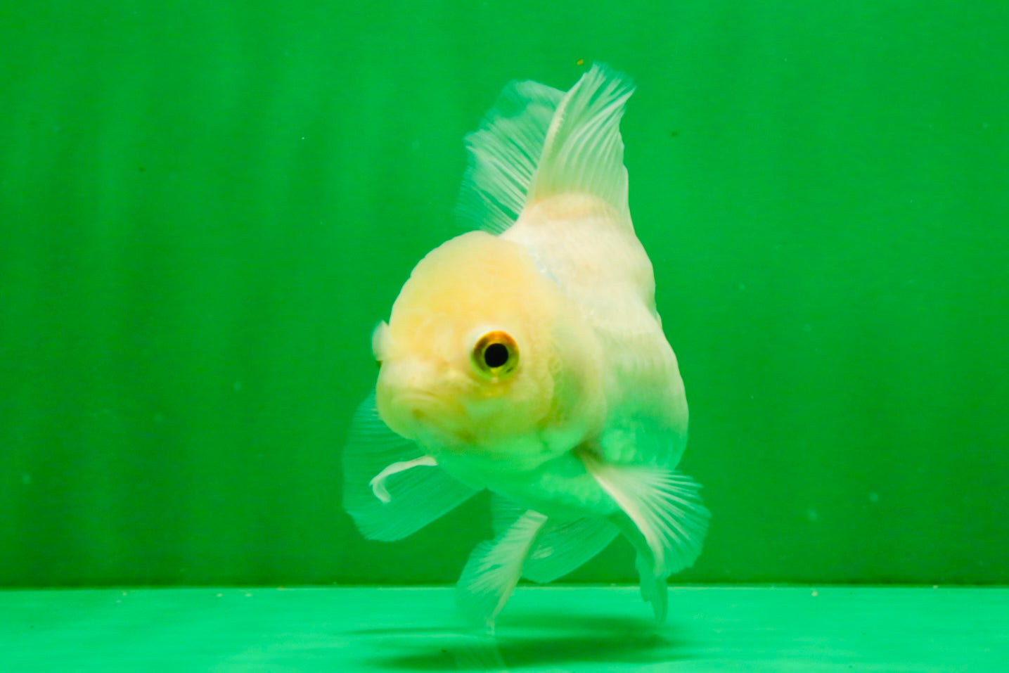 [SINGLE] White Oranda Male 4.5 inches #121925SO_03