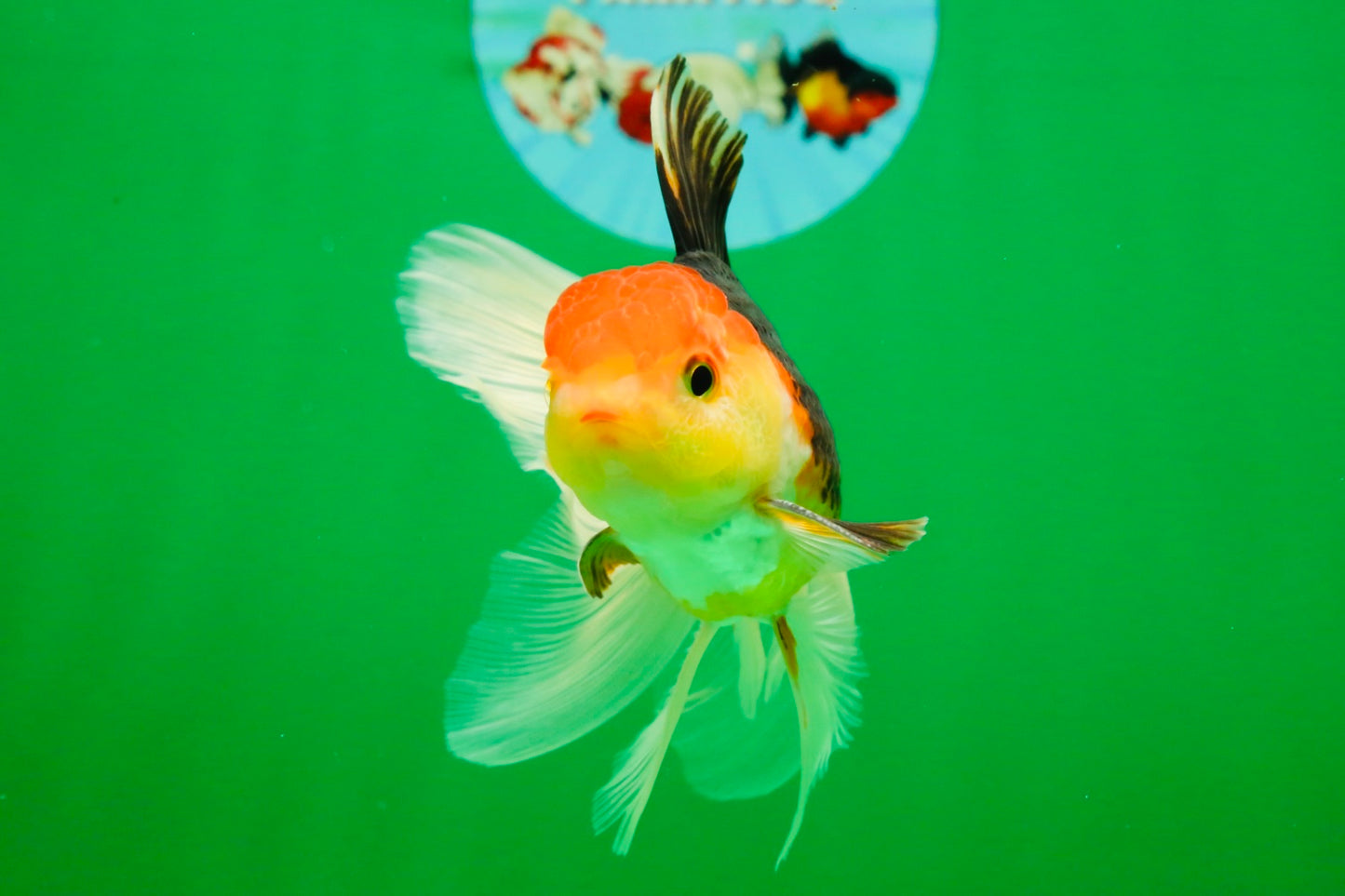 [COUPLE] Tricolor Male & Red White Female Oranda 4-4.5 inches #101025CO_03