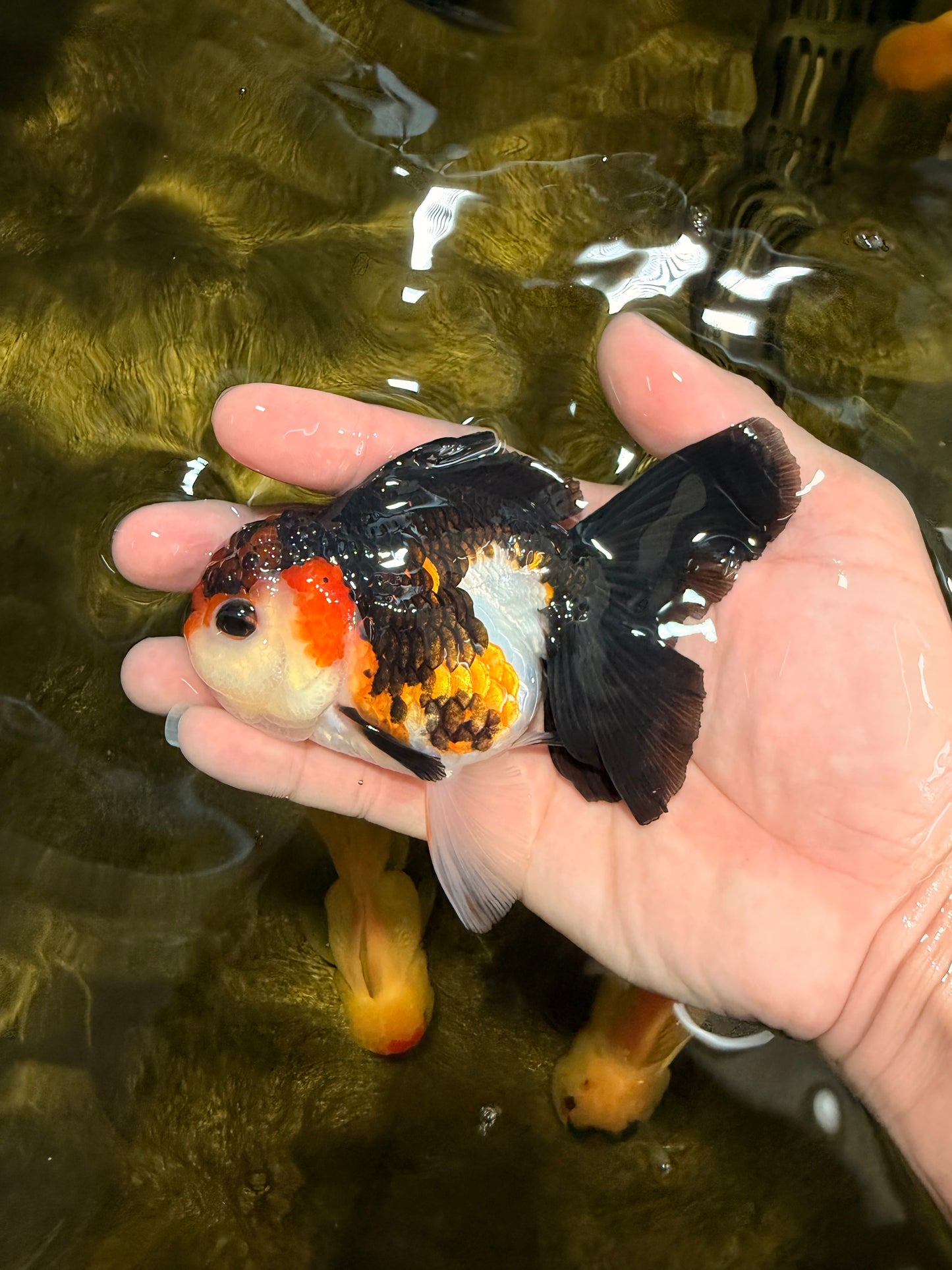 [SINGLE] Red Oranda Female 4.5 inches #032026SO_03