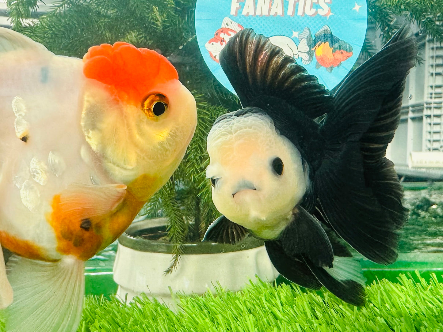 [COUPLE] Panda Button Eyes & Sakura Oranda size 4-4.5 inches #111524CO_06