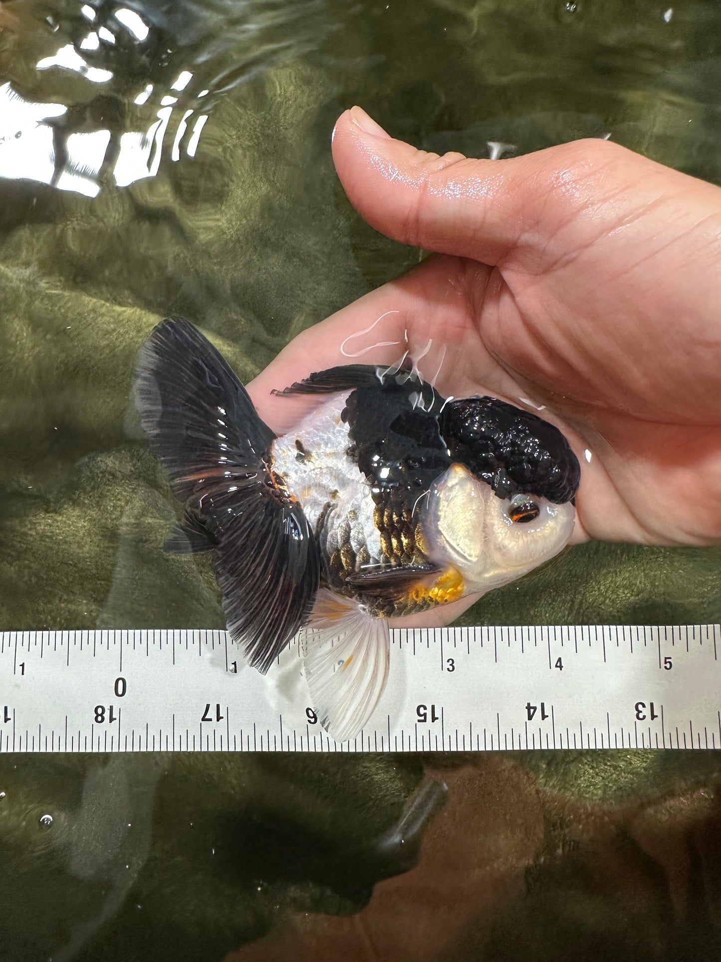 [COUPLE] Panda & Tricolor Male Oranda 4-4.5 inches #052325CO_04
