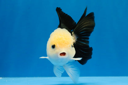 [SINGLE] Panda Oranda Female 4.5 inches #031326SO_02