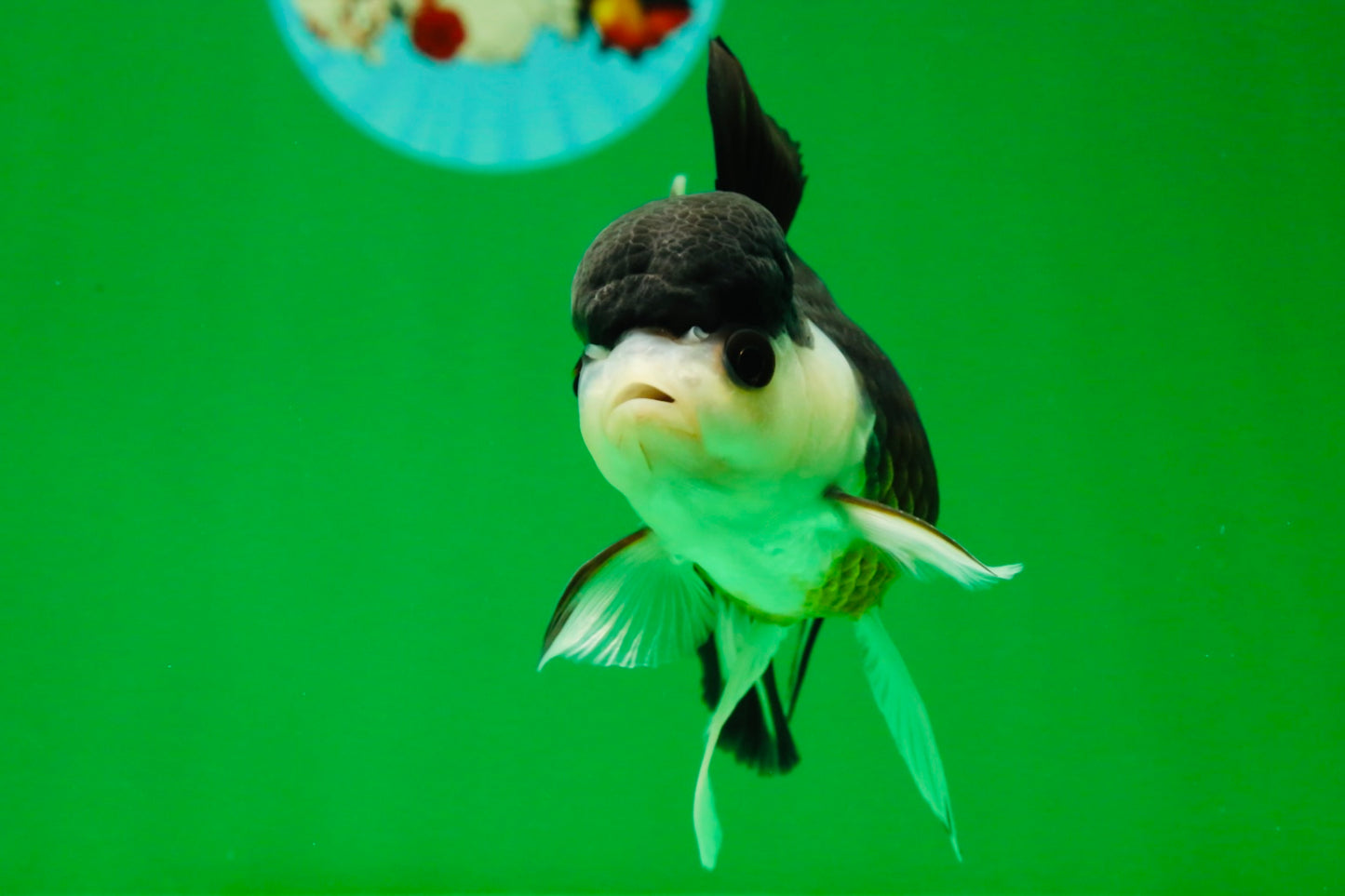 [SINGLE] Panda Oranda Female 4.5 inches #041825SO_06