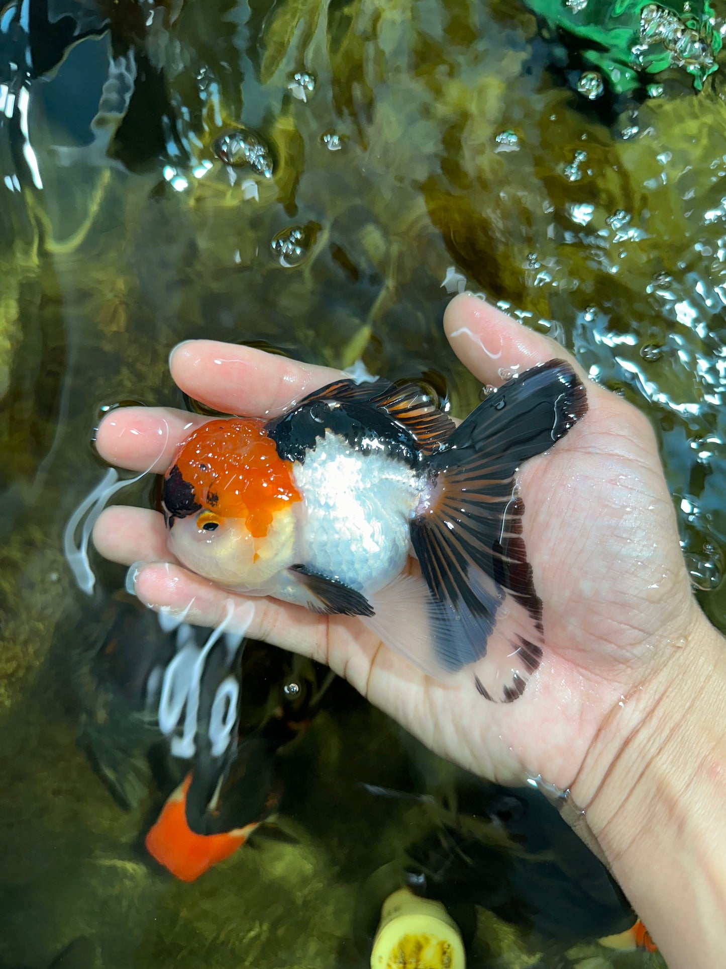 [SINGLE] Tricolor Oranda Male 4-4.5 inches #091925SO_07