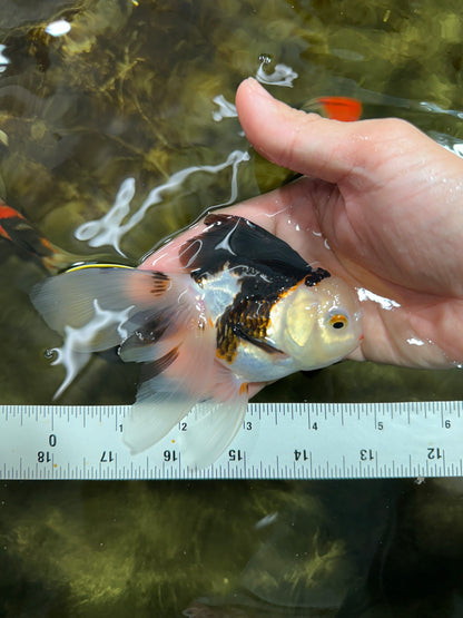[COUPLE] Tricolor Male & Red White Female Oranda 4.5 inches #101025CO_05