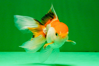 [SINGLE] Tricolor Oranda Male 4-4.5 inches #111425SO_01