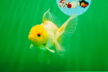 [SINGLE] Lemonhead Oranda Male 5 inches #082225SO_05