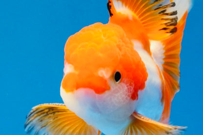 [SINGLE] Red White Oranda Male 4.5 inches #031326SO_07