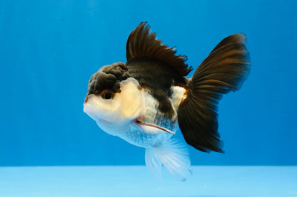 [SINGLE] Panda Oranda Male 4-4.5 inches #031326SO_04