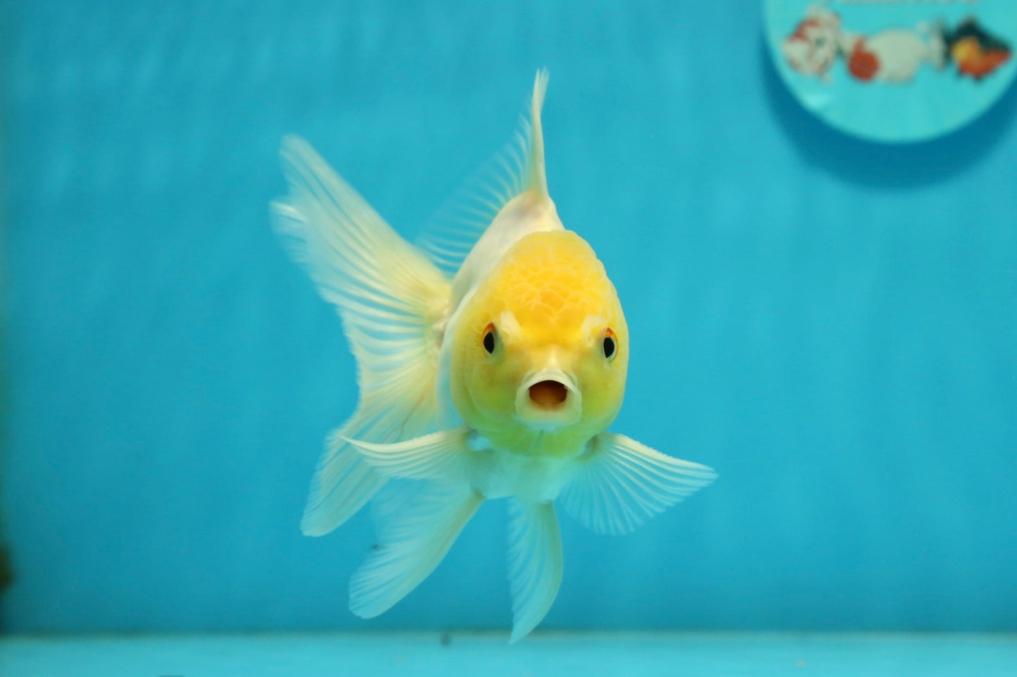 [SINGLE] Lemonhead Oranda Male 4-4.5 inches #112924SO_09