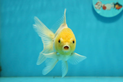 [SINGLE] Lemonhead Oranda Male 4-4.5 inches #112924SO_09