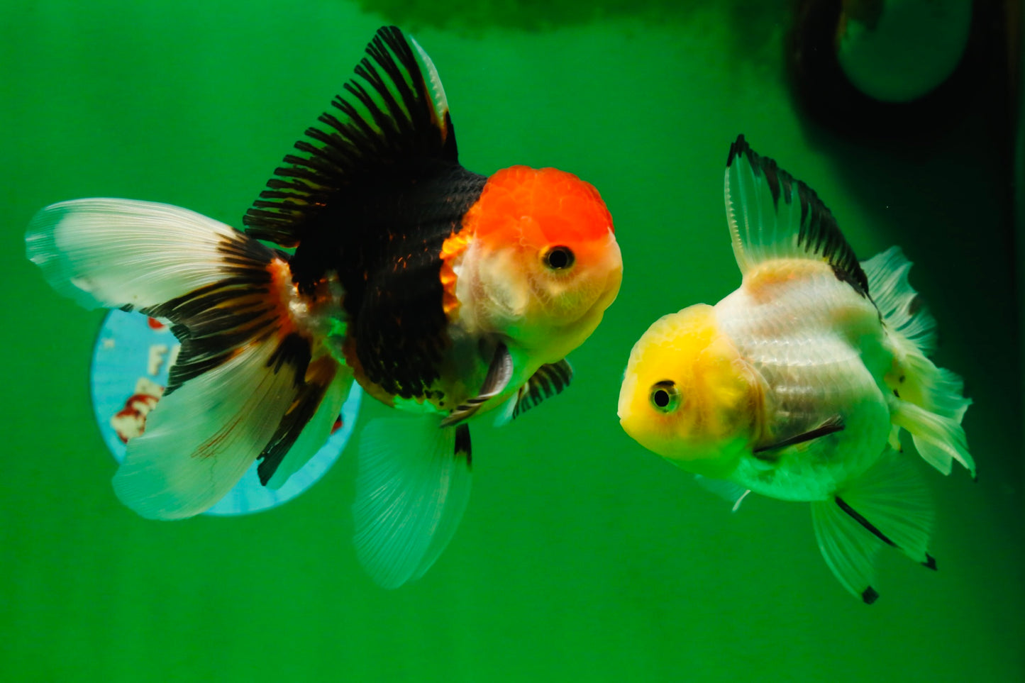 [COUPLE] Tricolor Male & Lemonhead Female 4.5 inches #091925CO_01