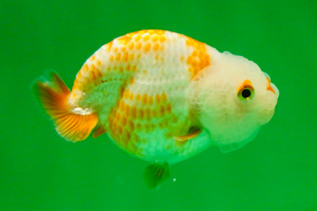 [COUPLE] Red White Lionchu Gender : Unknown 3 inches #041125_09