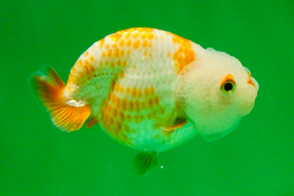 [COUPLE] Red White Lionchu Gender : Unknown 3 inches #041125_09