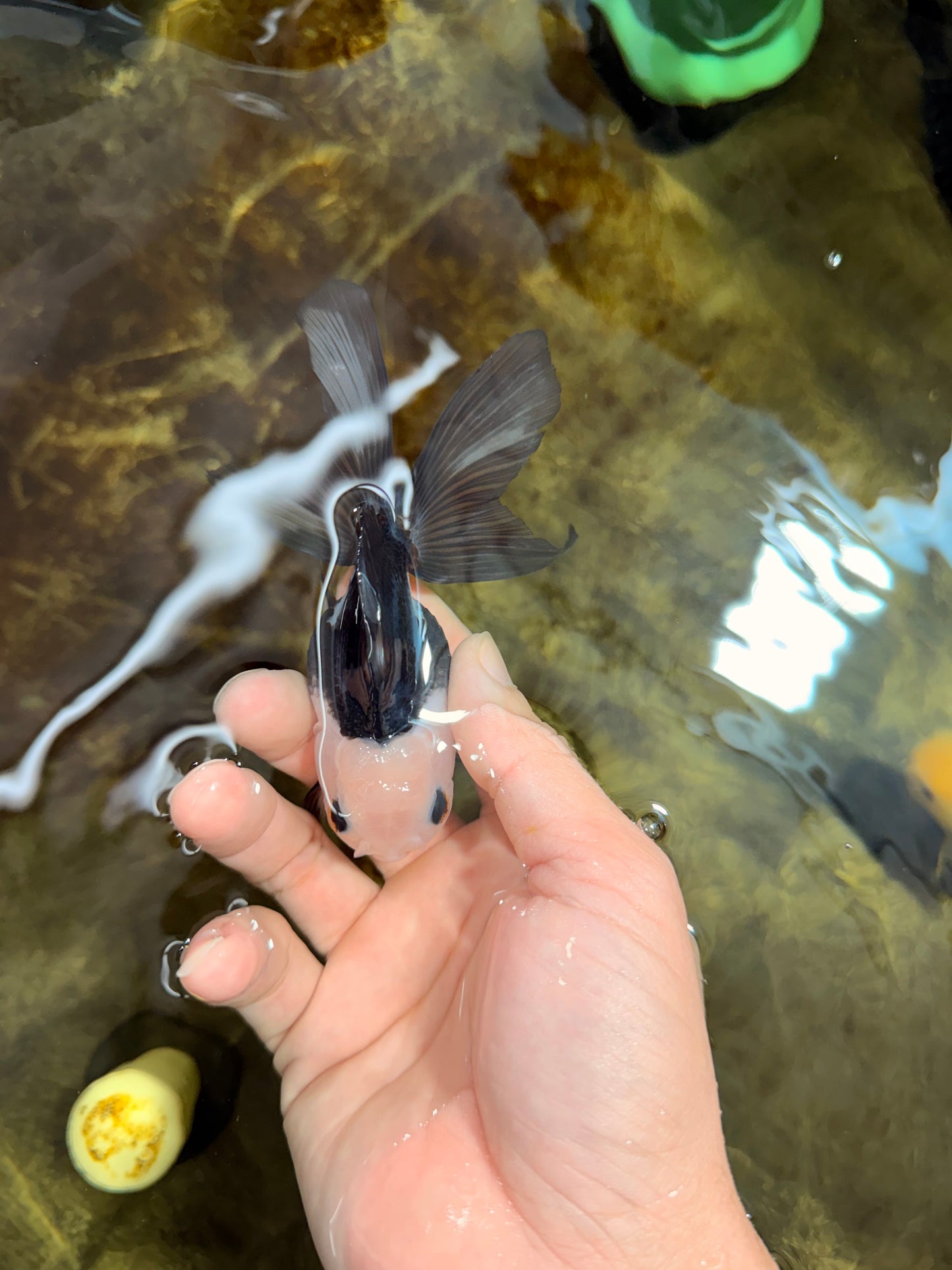 [SINGLE] Panda Button Eyes Oranda Female 4-4.5 inches #111425SO_07