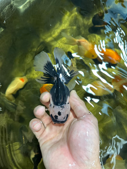 [QUAD] Mix Color All Male Oranda 4.5 inches #051625QO_08