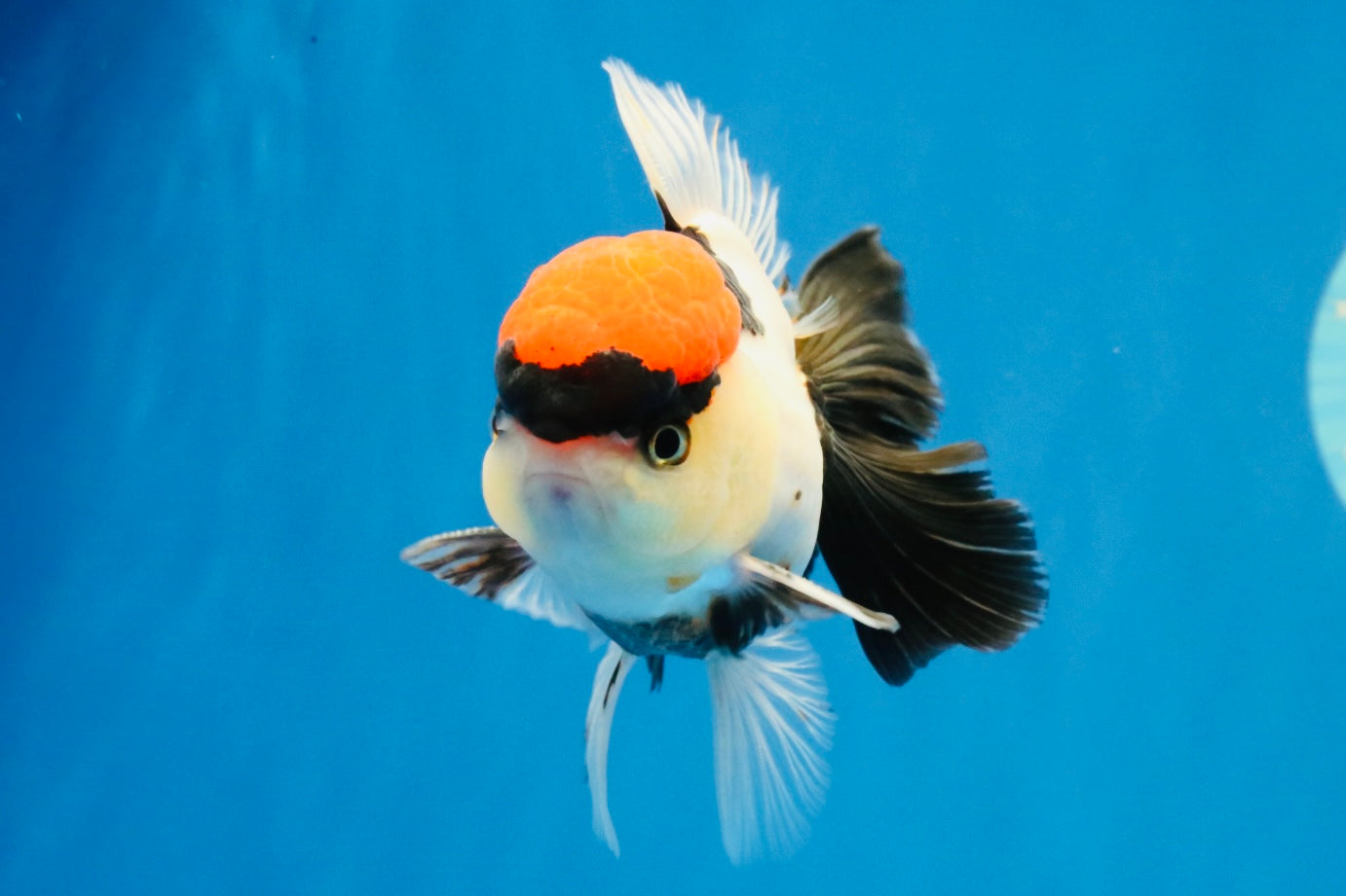 [SINGLE] Tancho Tricolor Oranda Male 4-4.5 inches #031326SO_05