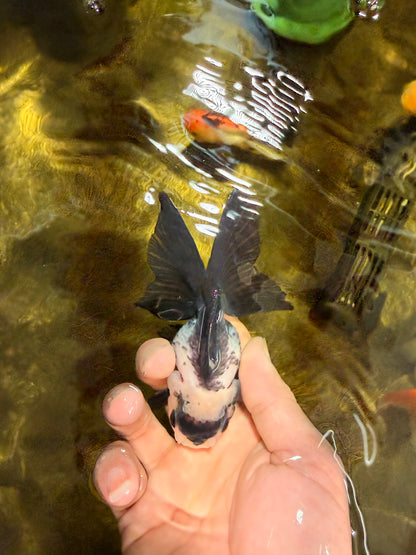 [SINGLE] Panda Oranda Female 4 inches #032026SO_02