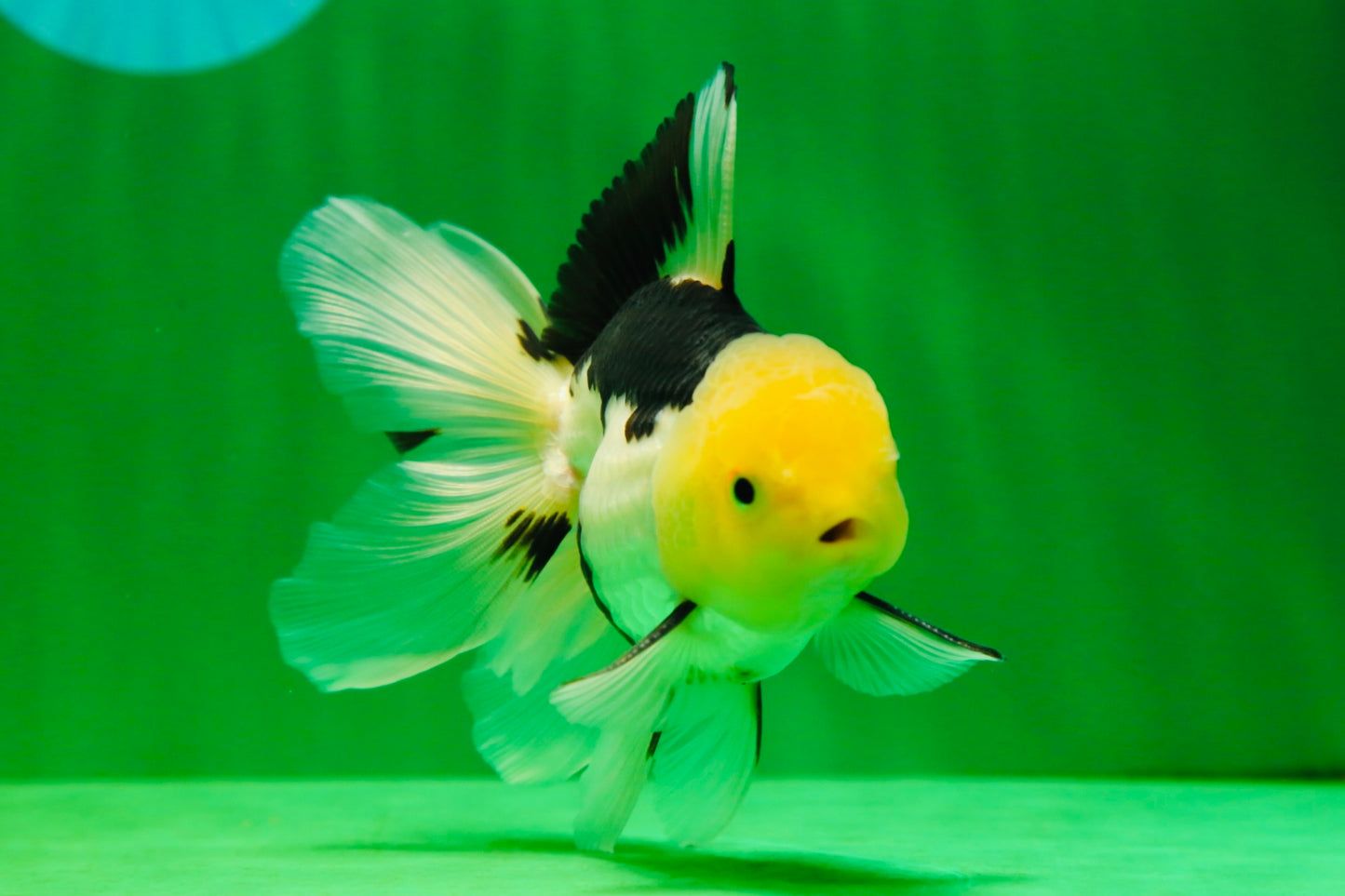 [SINGLE] Panda Male Oranda 4.5-5 inches #080125SO_08