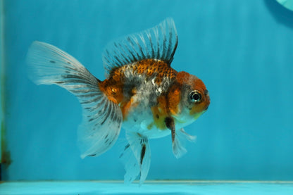 [SINGLE] Calico Oranda Male 4.5 inches #112924SO_14