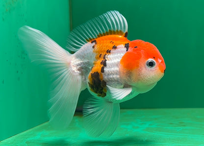 [SINGLE] Tricolor Oranda Male 4-4.5 inches #062725SO_08