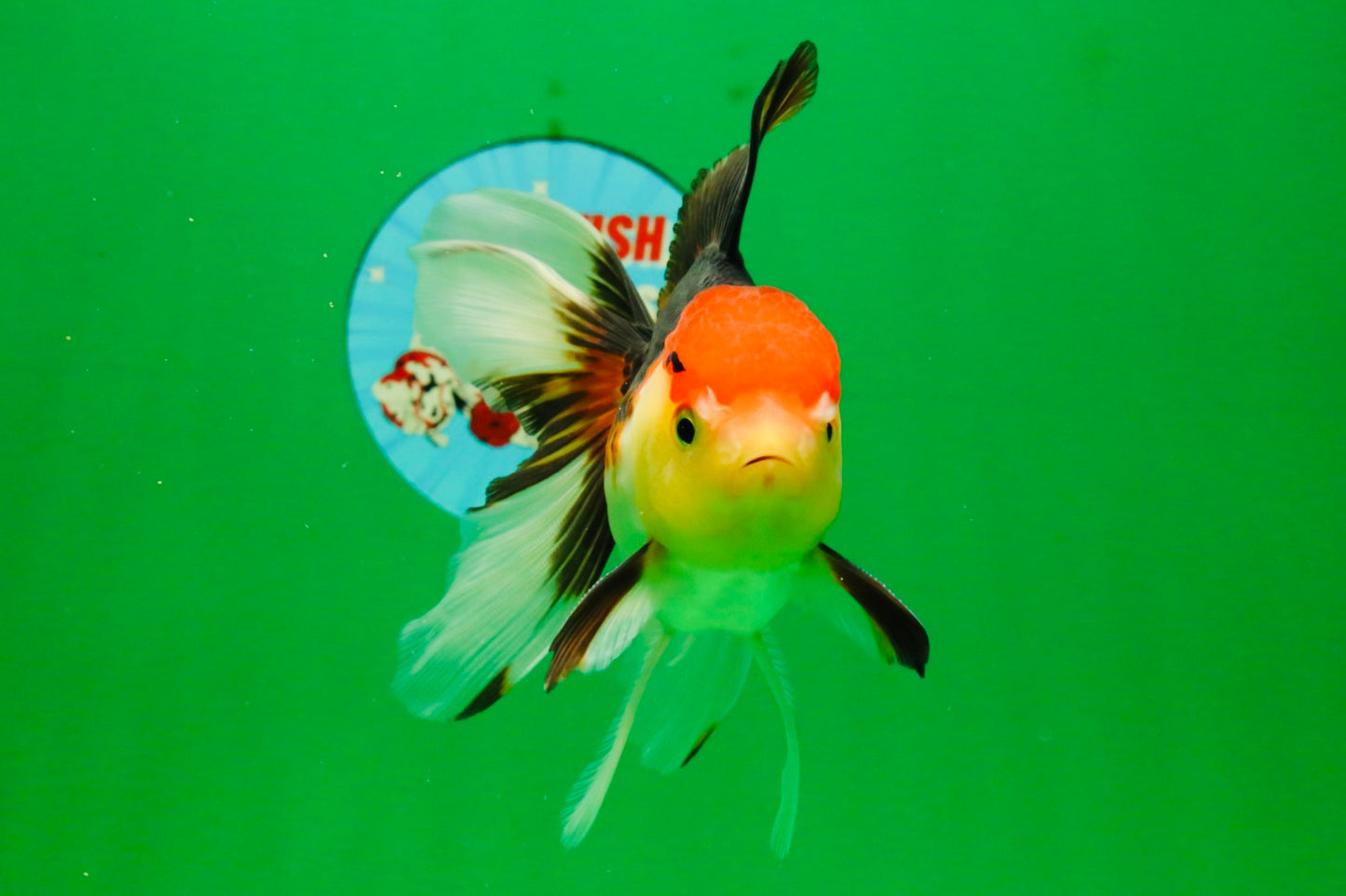 [SINGLE] Tricolor Male 5 inches #103125SO_05