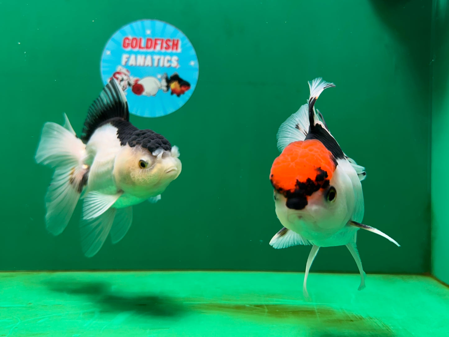 [COUPLE] Tricolor Male & Panda Female Oranda 4.5-5 inches #052325CO_09