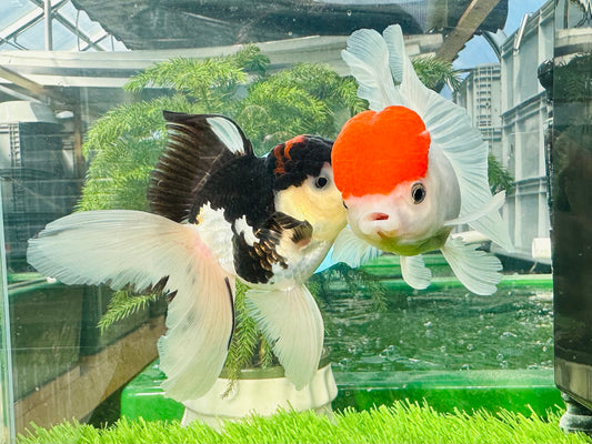 [COUPLE] Kissing Red Cap & Tricolor Oranda size 4.5 inches #111524CO_04