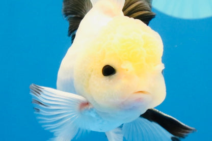 [SINGLE] Panda Button Eyes Oranda Male 4.5 inches #032026SO_08
