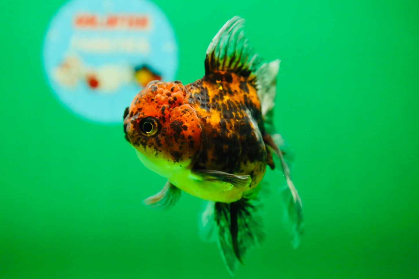[SINGLE] Tiger Oranda Female 4.5 inches #090525SO_01