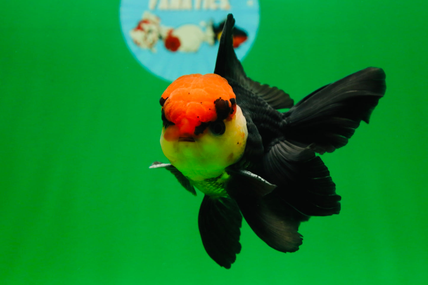 [SINGLE] Tricolor Oranda Male 4-4.5 inches #080825SO_14