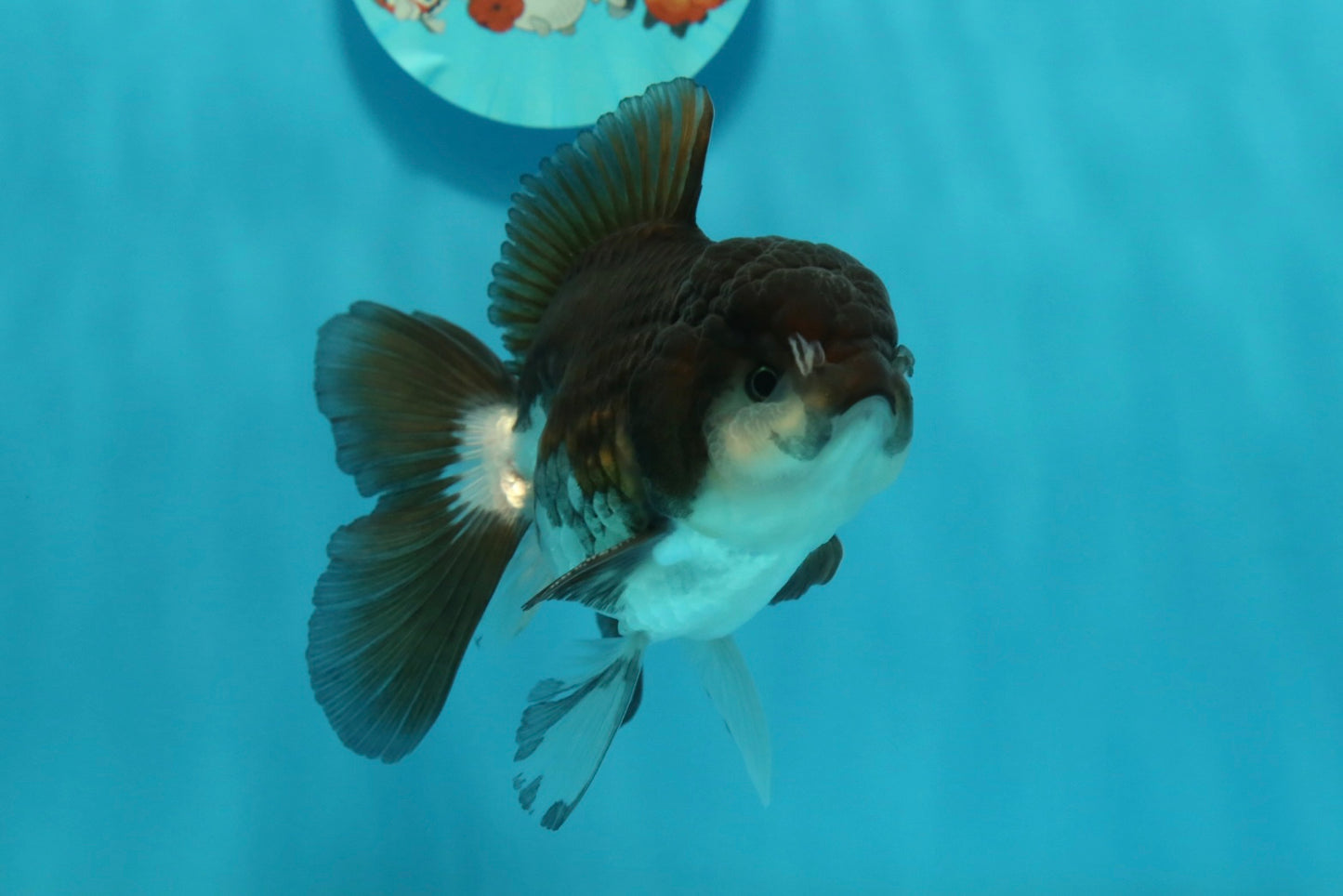 [SINGLE] Panda Oranda Male 4-4.5 inches #112924SO_07