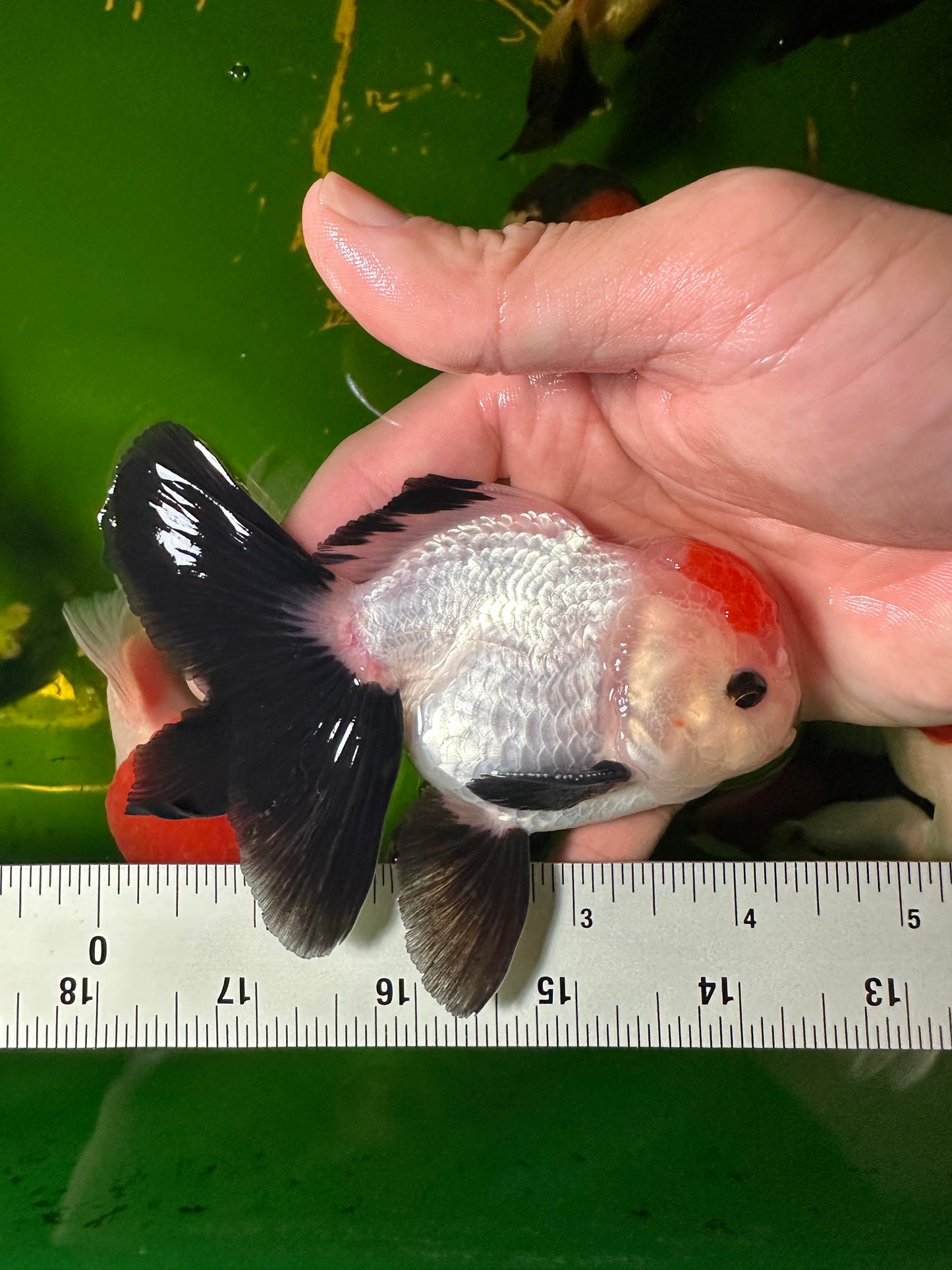 [SINGLE] Tricolor Tancho Button Eyes Oranda Male 4-4.5 inches #110824SGO_16