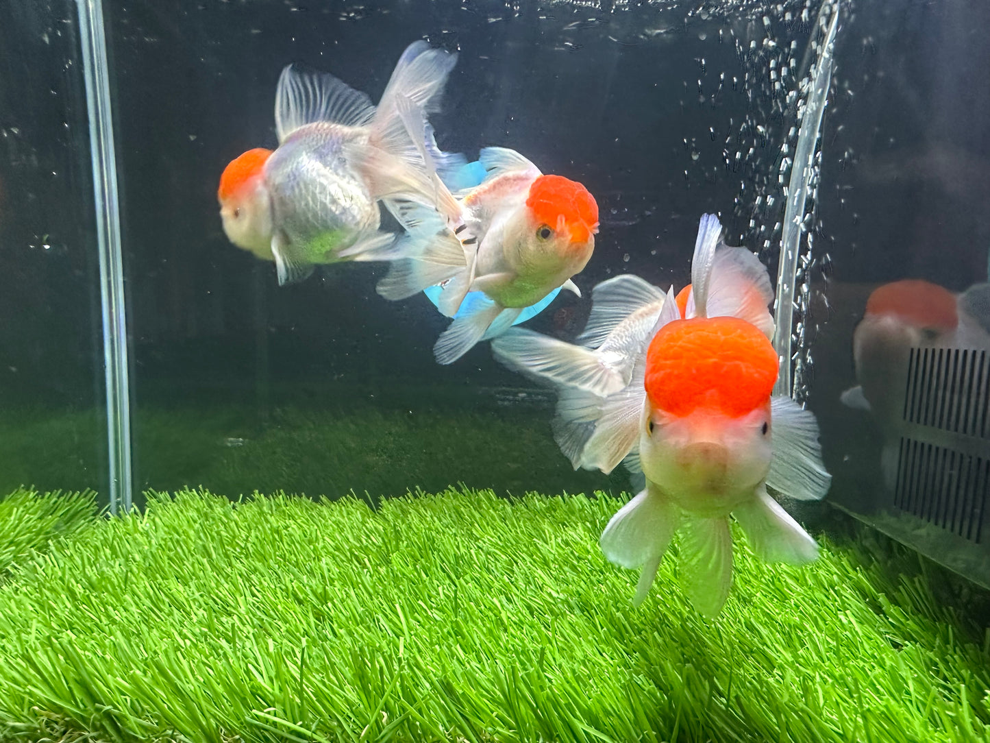 [QUAD] - Red Cap (2) Male & (2) Female 4-inches Oranda #110824SO_13