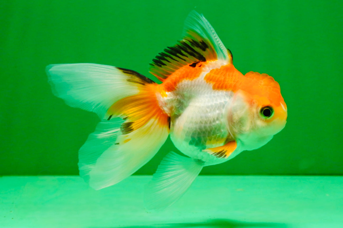 [SINGLE] Tricolor Oranda Male 4-4.5 inches #111425SO_01