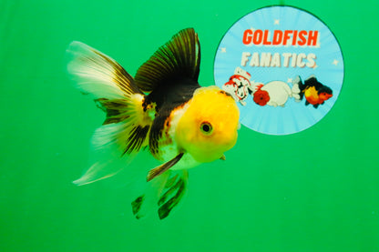 [SINGLE] Tricolor Male 4-4.5 inches #103125SO_03