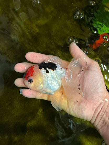 [SINGLE] Tricolor Oranda Male 4.5 inches #022726SO_02
