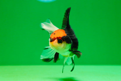 [SINGLE] Tricolor Female Oranda 4 inches #080125SO_03