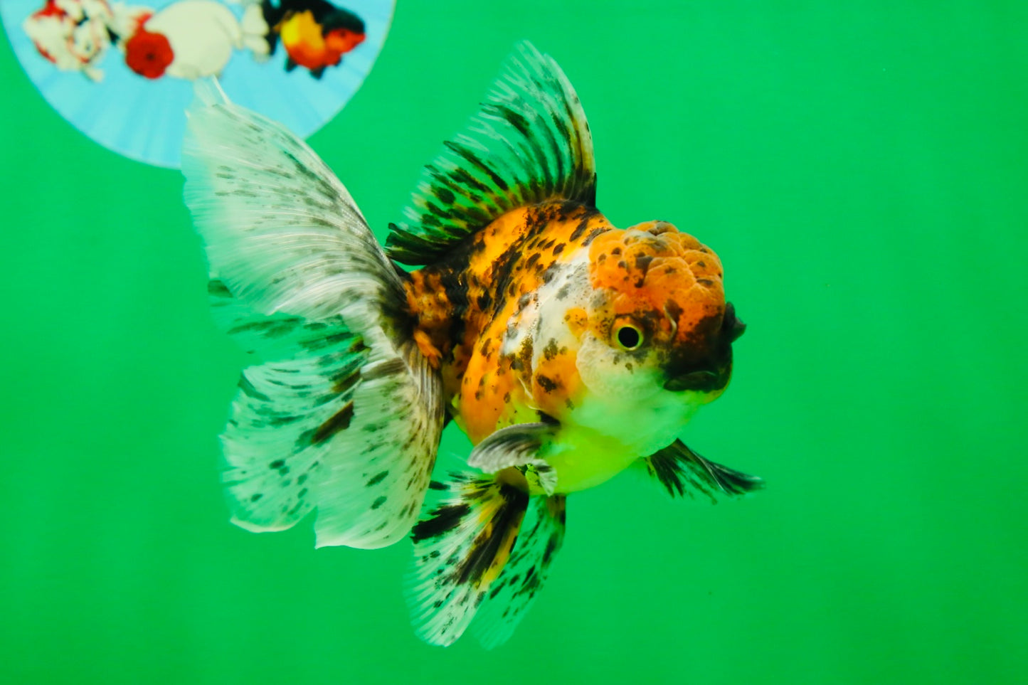 [SINGLE] Pepper Calico Male Oranda 4.5 inches #080125SO_10