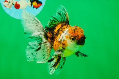 [SINGLE] Pepper Calico Male Oranda 4.5 inches #080125SO_10