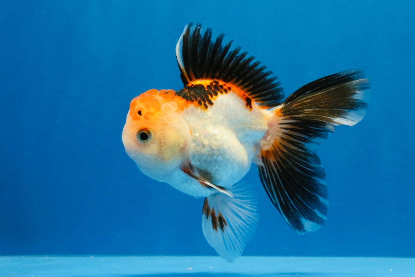 [SINGLE] Tricolor Oranda Male 4-4.5 inches #032026SO_06