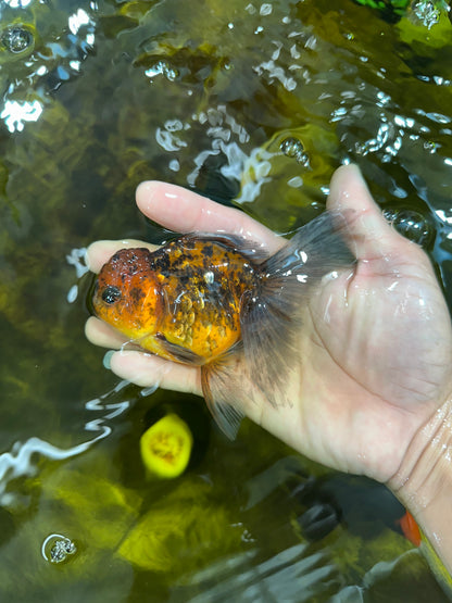 [SINGLE] Tiger Oranda Female 4.5 inches #090525SO_01