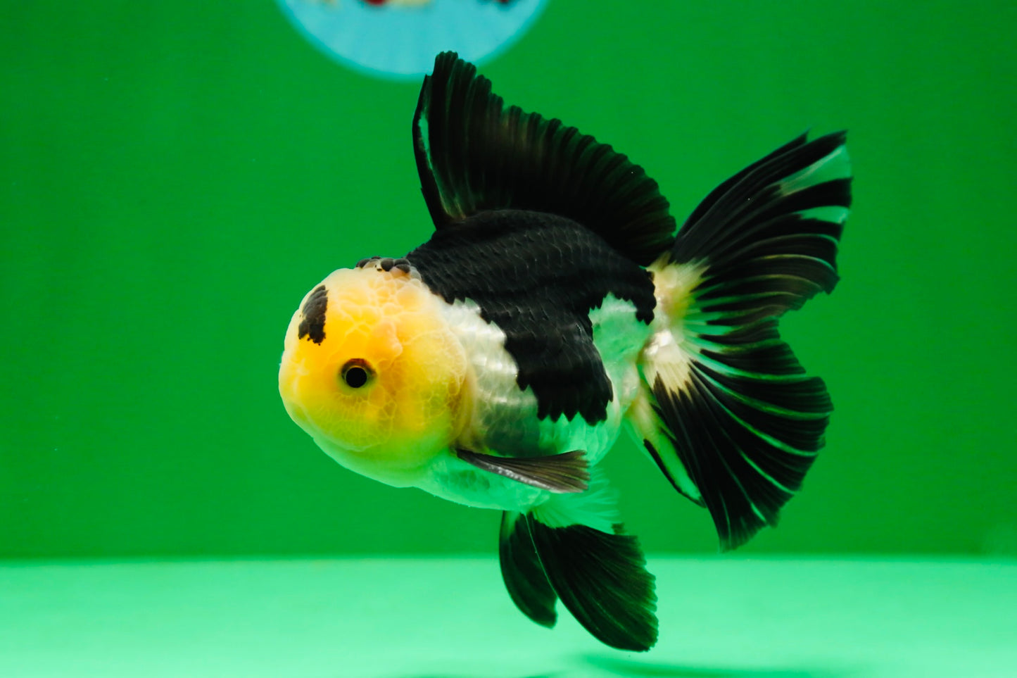 [SINGLE] Panda Oranda Male 4.5 inches #081525SO_03